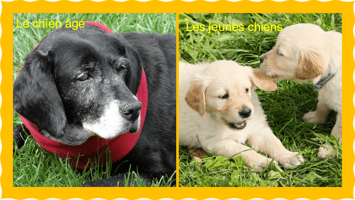 Eté: conseils de precautions chiens âgés et chiots